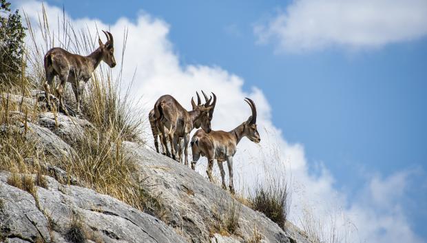 Cabras montesas