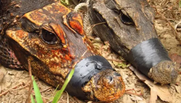 Imagen de un cocodrilo naranja de Gabón