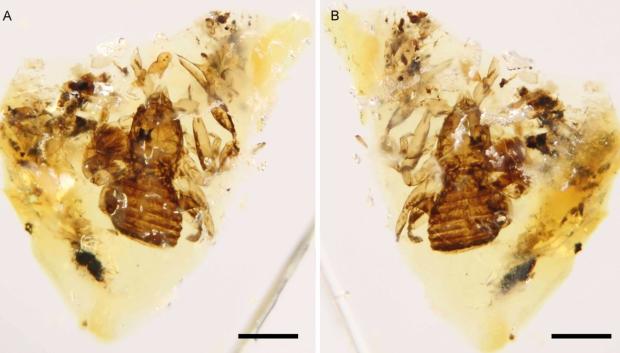 Fósiles de los psudoescorpiones encontrados en suelo español