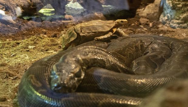 Una de las tortugas junto con la pitón