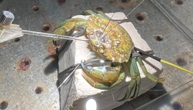 Pruebas de dolor en un cangrejo de mar común