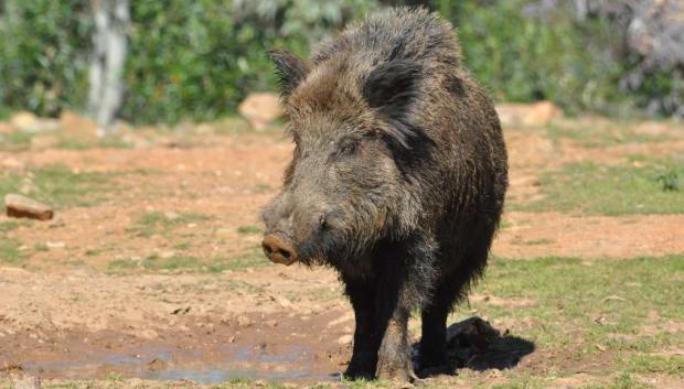 Jabalí en España