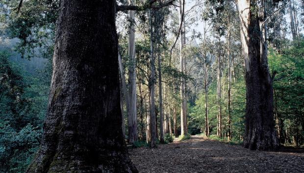 El Bosque de Gigantes de Galicia