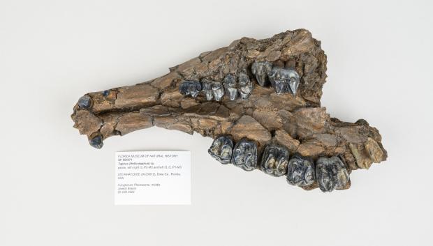 Hueso de la mandíbula inferior de un tapir, que podría representar una nueva especie