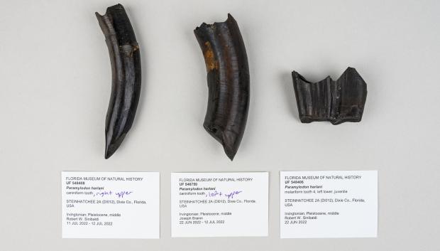 Restos de los perezosos terrestres gigantes encontrados en el río Steinhatchee