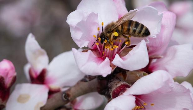 Una abeja en una flor de almendro en Mittelwihr, este de Francia