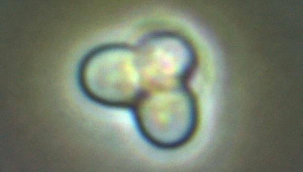 Cyanidioschyzon merolae, una pequeña alga unicelular