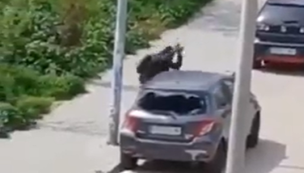 El joven destroza a conciencia los cristales de un Peugeot y de un Seat