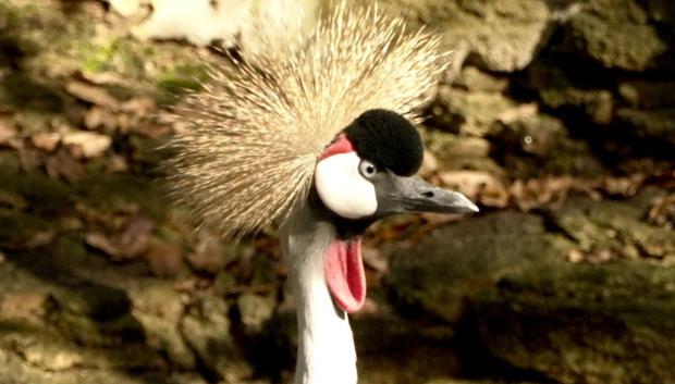 Una de las especies que se pueden ver en Avifauna