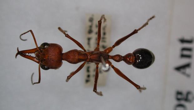 Hormiga toro roja de la familia Myrmeciinae