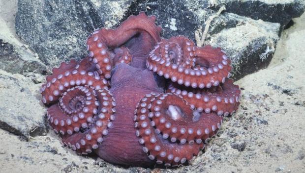 Un pulpo descansa en el fondo marino a 1.150 metros de profundidad, en el mar de Bellingshausen frente a la Antártida