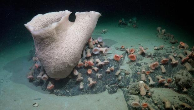 Una gran esponja, un grupo de anémonas y otras formas de vida se observan a casi 230 metros de profundidad en una zona del lecho recientemente descubierto