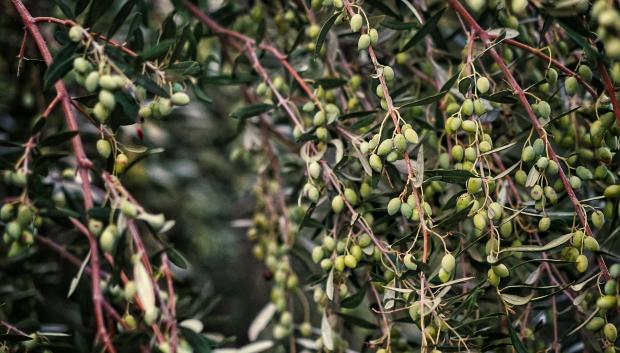 aceitunas