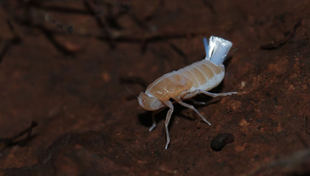 Chicharrita de la especie Cixius palmirandus en La Palma