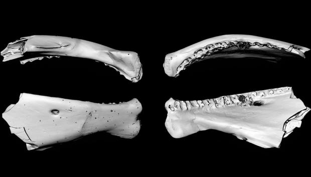 Reconstrucciones digitales a partir de tomografías computarizadas de Archaeosiilik gilmulli, un pez prehistórico similar al lucio, incluidas vistas del dentario ventral, dorsal, lateral, medial y sinfisario
REMITIDA / HANDOUT por LISA VAN LOON
Fotografía remitida a medios de comunicación exclusivamente para ilustrar la noticia a la que hace referencia la imagen, y citando la procedencia de la imagen en la firma
07/5/2025