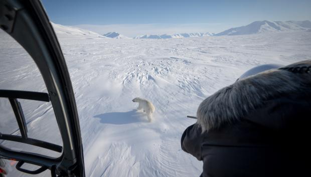 El veterinario noruego Rolf Arne Olberg dispara a un oso polar con su rifle de aire comprimido para sedarlo