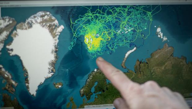 La científica francesa Marie-Anne Blanchet muestra un mapa de seguimiento GPS de osas polares hembras a lo largo de un año, en un laboratorio a bordo del rompehielos científico «Kronprins Haakon