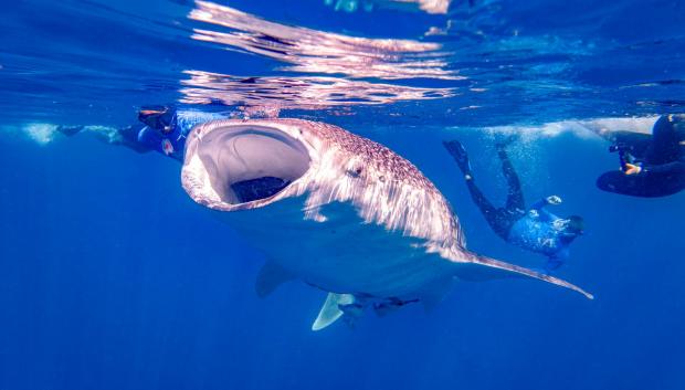 Buceo con tiburones ballena.
