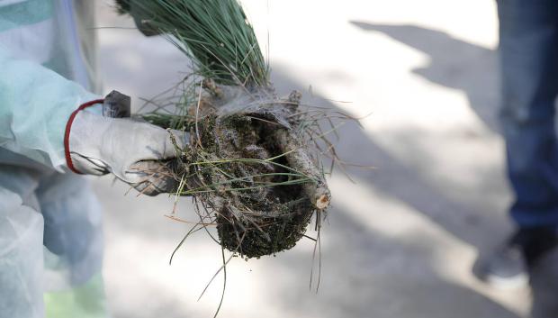 Nido de oruga procesionaria
