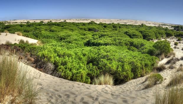 Parque Nacional de Doñana (Andalucía).