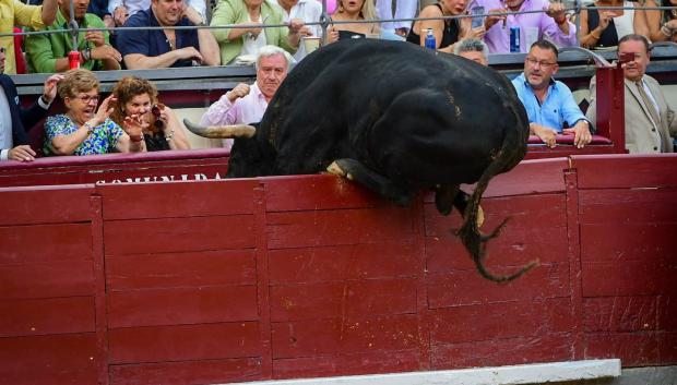 Uno de los toros saltando la barrera