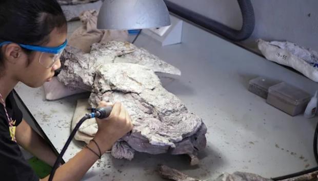 Los marcadores peptídicos en el colágeno pueden ayudar a identificar especies a partir de fragmentos de hueso demasiado dañados para reconocerlos y de fósiles encontrados en lugares demasiado cálidos o húmedos para preservar el ADN