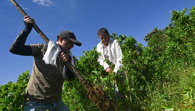 Los agricultores Nicolás y Alirio Caicedo arrancan plantas de coca mientras transforman una plantación de hoja de coca en un cafetal