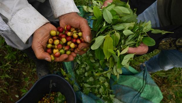Los agricultores muestran granos de café y hojas de coca