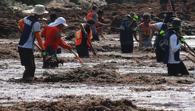 Autoridades y voluntarios participan en la recolección de sargazo este martes en Playa del Carmen