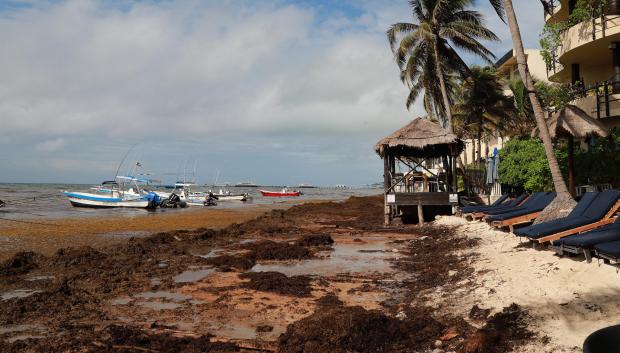 La actual temporada de sargazo en el Caribe Mexicano se perfila como una de las más intensas de los últimos años.