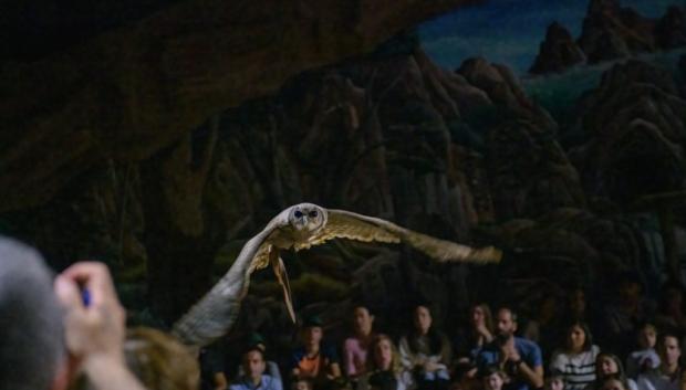 Imagen del espectáculo La Gran Gruta de los Búhos.