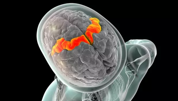 La corteza motora (naranja, ilustración). Los electrodos implantados en esta región ayudaron a registrar la actividad cerebral relacionada con el habla de un hombre que no podía hablar de forma inteligible