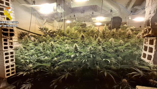 Plantas de marihuana halladas en la operación de la Guardia Civil en Albacete