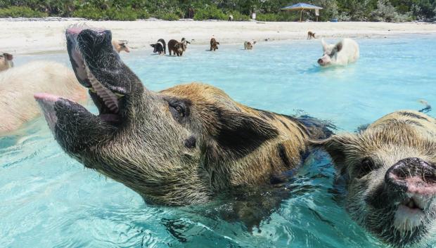 Los cerdos esperan a los turistas para que les den de comer.