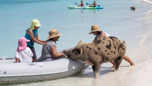 Turistas a su llegada a Pig Beach.