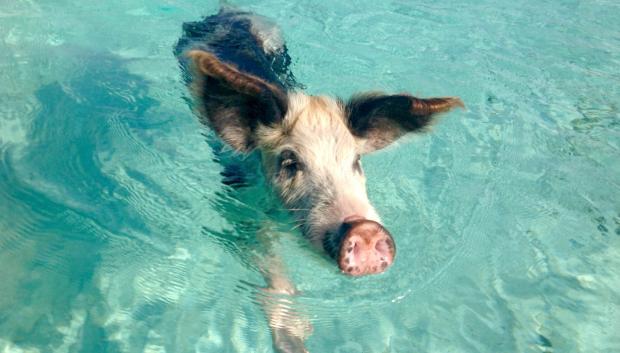 Estos animales son excelentes nadadores.