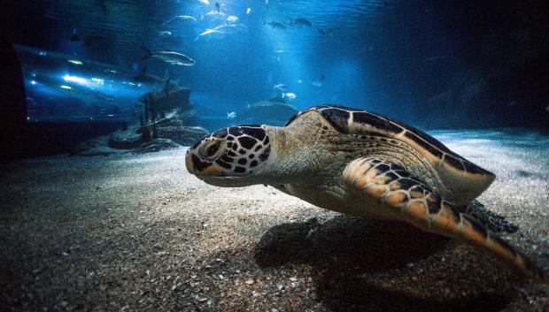 (Foto de ARCHIVO)
Tortuga verde (Chelonia mydas), catalogada como “en peligro” por la Lista Roja de Especies Amenazadas de la UICN

REMITIDA / HANDOUT por OCEANOGRÀFIC
Fotografía remitida a medios de comunicación exclusivamente para ilustrar la noticia a la que hace referencia la imagen, y citando la procedencia de la imagen en la firma
31/3/2022