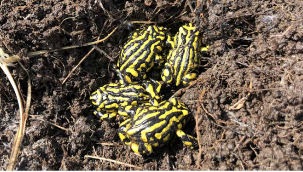 Un grupo de ranas Corroboree del Sur, en peligro de extinción