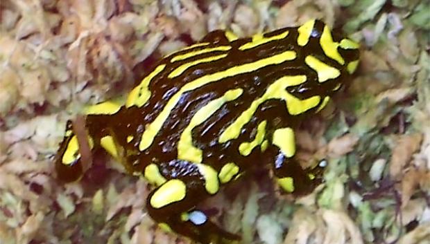 Un grupo de ranas Corroboree del Sur