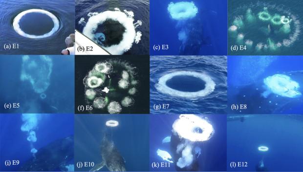 Algunos de los anillos de burbujas generados por las ballenas jorobadas