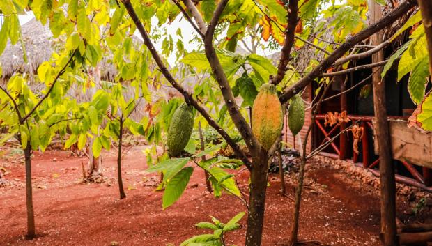 Plantación de cacao en República Dominicana.