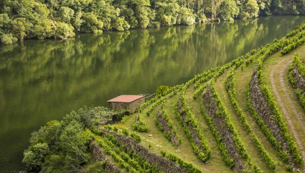 Terrazas de viñedos en las orillas del río Sil.