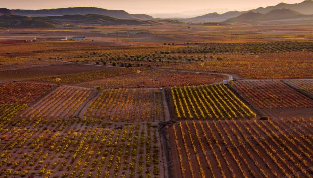 Viñedos D.O. Jumilla