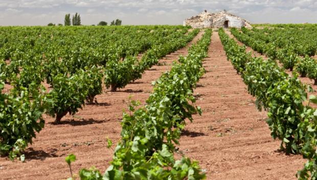 Viñedos D.O. Almansa