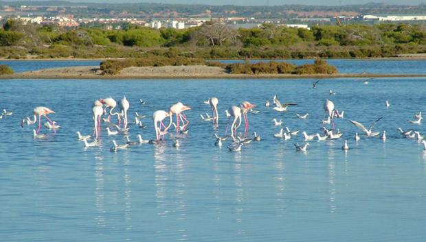 Parque Regional de las Salinas y Arenales de San Pedro