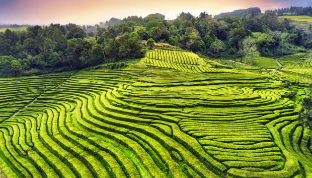 Plantación de té Gorreana, en la isla de San Miguel.