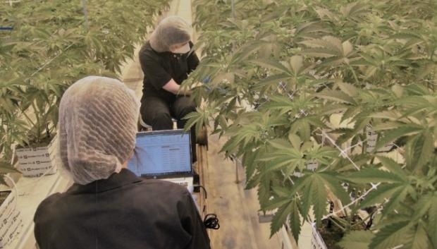 Plantación de marihuana legal en Soria