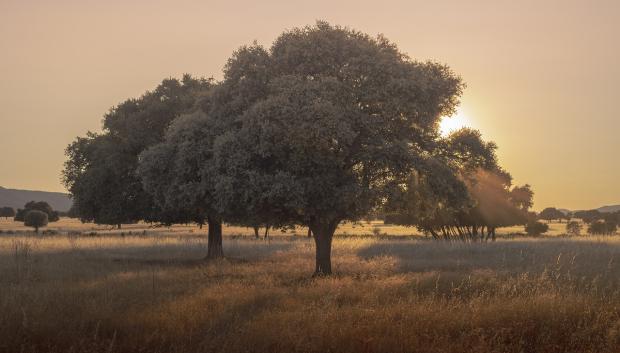 Parque Nacional de Cabañeros