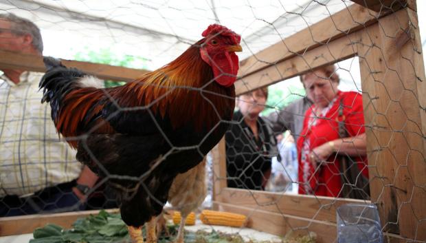 Un ejemplar del 'Galo Piñeiro'