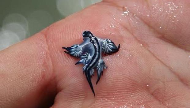 Imagen del ejemplar de Dragón Azul encontrado en la playa de Canet d'en Berenguer compartido por el Consistorio en sus redes sociales